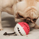 Corda da Tiro per Cani – PupHappy