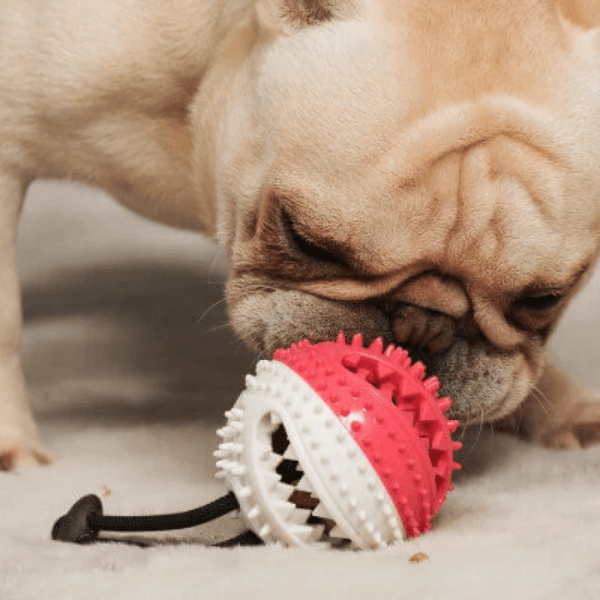 Corda da Tiro per Cani – PupHappy