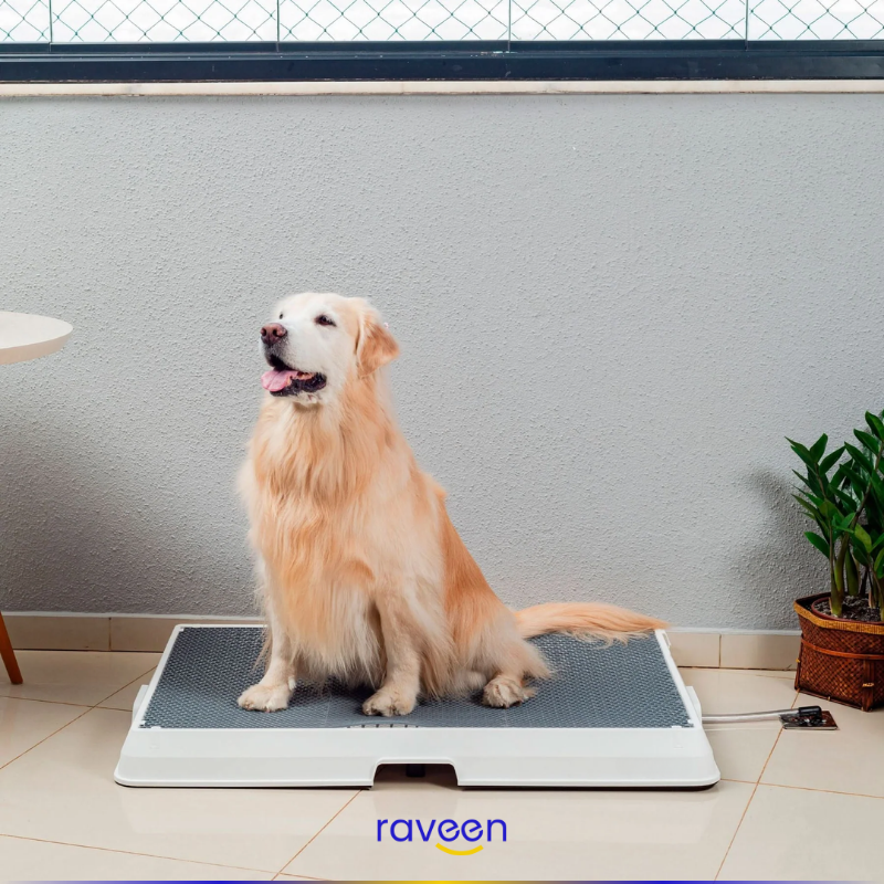 Toilette Intelligente per Animali Domestici