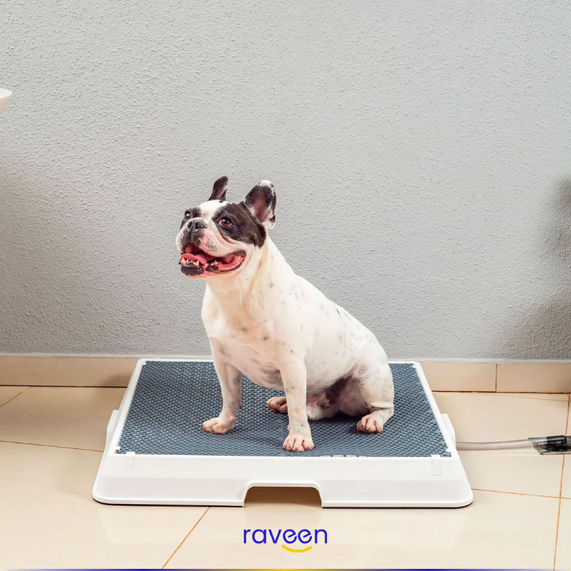 Toilette Intelligente per Animali Domestici