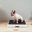 Toilette Intelligente per Animali Domestici