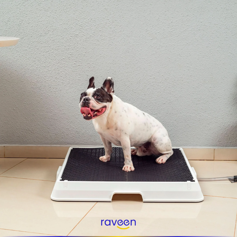 Toilette Intelligente per Animali Domestici