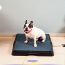 Toilette Intelligente per Animali Domestici