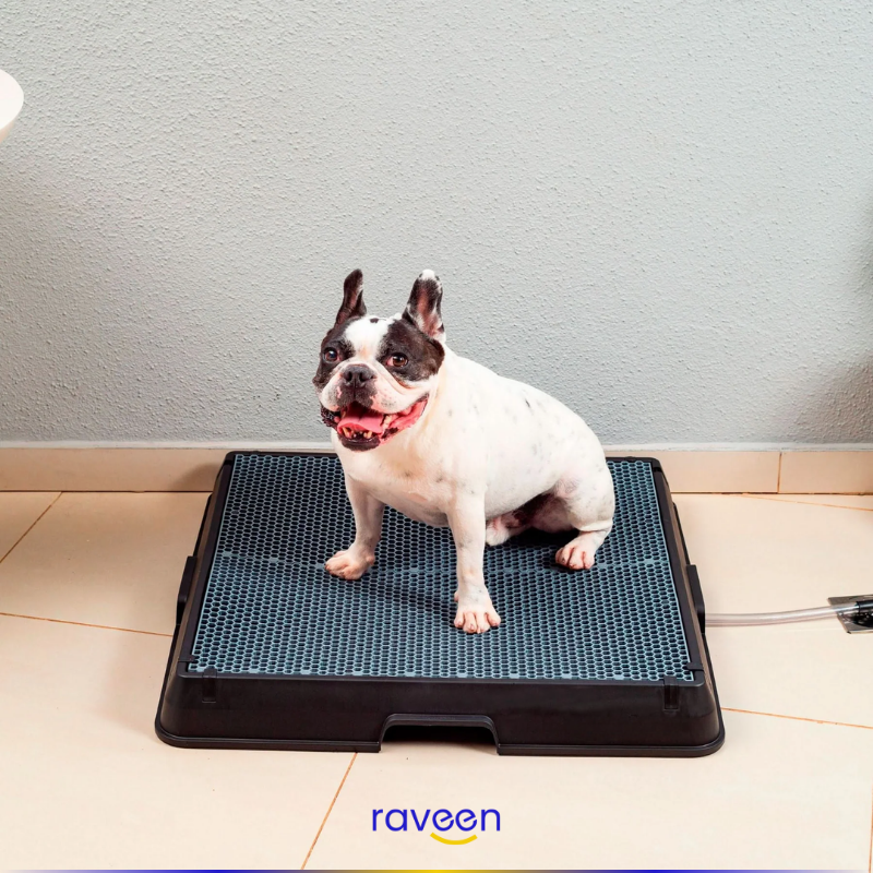 Toilette Intelligente per Animali Domestici