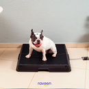 Toilette Intelligente per Animali Domestici