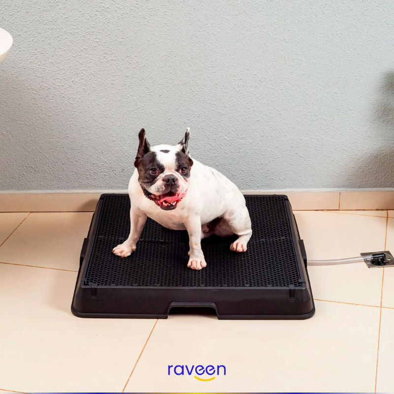 Toilette Intelligente per Animali Domestici