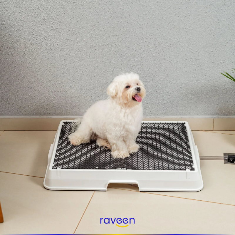 Toilette Intelligente per Animali Domestici